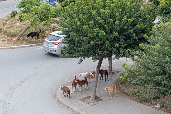 الجديدة.. الكلاب الضالة تغزو المدينة والسلطات تتفرج