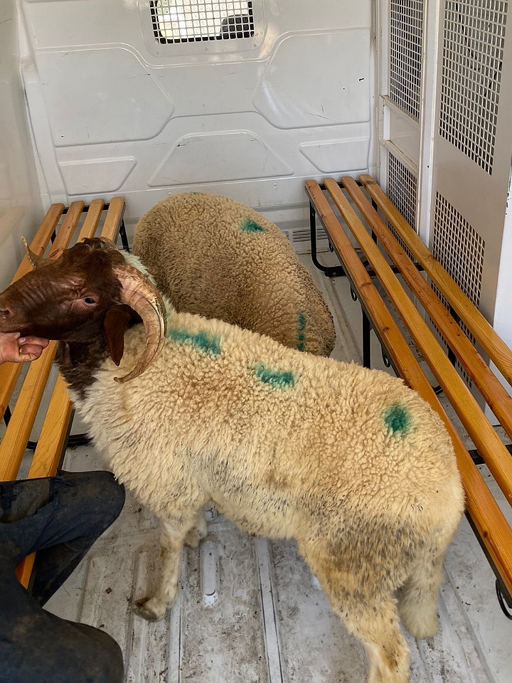 عيد الأضحى: فرصة لتقوية التماسك المجتمعي عيد الأضحى: فرصة لتقوية التماسك المجتمعي