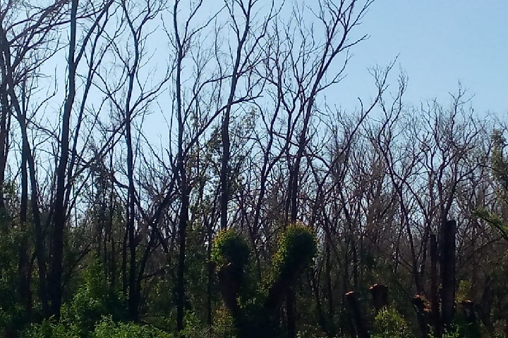 الجديدة كارثة بيئية حقيقية تتربص بغابة الحوزية الجديدة كارثة بيئية حقيقية تتربص بغابة الحوزية