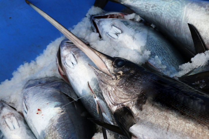 المغرب يرفع حصته من سمك أبو سيف في شمال الأطلسي وسمك التونة المغرب يرفع حصته من سمك أبو سيف في شمال الأطلسي وسمك التونة