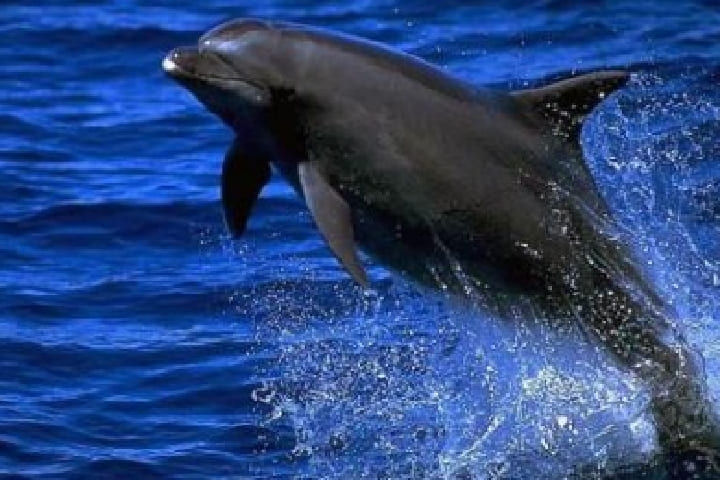 جهاز لطرد الدلافين السوداء يمنح الأمل لصيادي الحسيمة جهاز لطرد الدلافين السوداء يمنح الأمل لصيادي الحسيمة