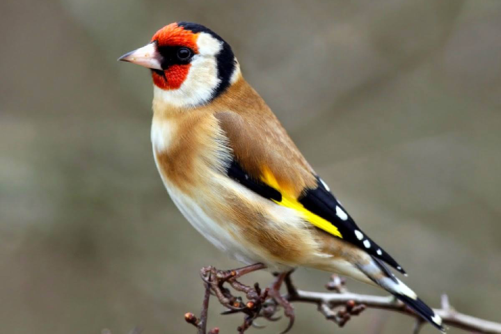 حملات متواصلة لمحاربة الاتجار غير المشروع في طائر الحسون أو "المقنين" حملات متواصلة لمحاربة الاتجار غير المشروع في طائر الحسون أو "المقنين"