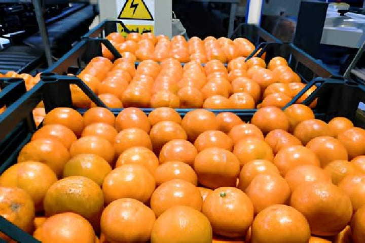 المغرب يعزز موقعه في سوق "المَنْدَرين" الأوروبية بفضل جودته العالية وتزايد الطلب المغرب يعزز موقعه في سوق "المَنْدَرين" الأوروبية بفضل جودته العالية وتزايد الطلب