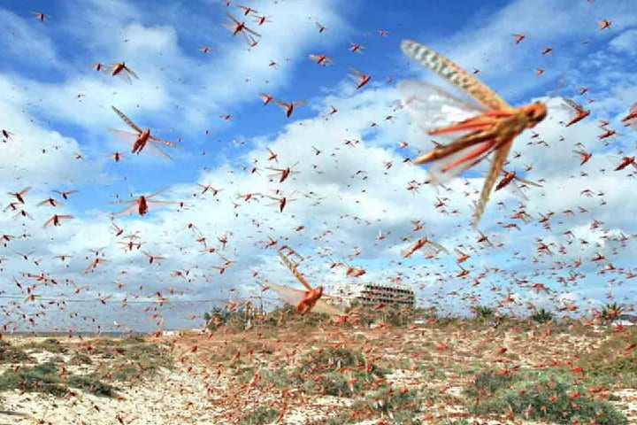 الجراد يهدد جنوب المغرب من جديد.. "الفاو" تحذر والداخلية ترفع التأهب الجراد يهدد جنوب المغرب من جديد.. "الفاو" تحذر والداخلية ترفع التأهب