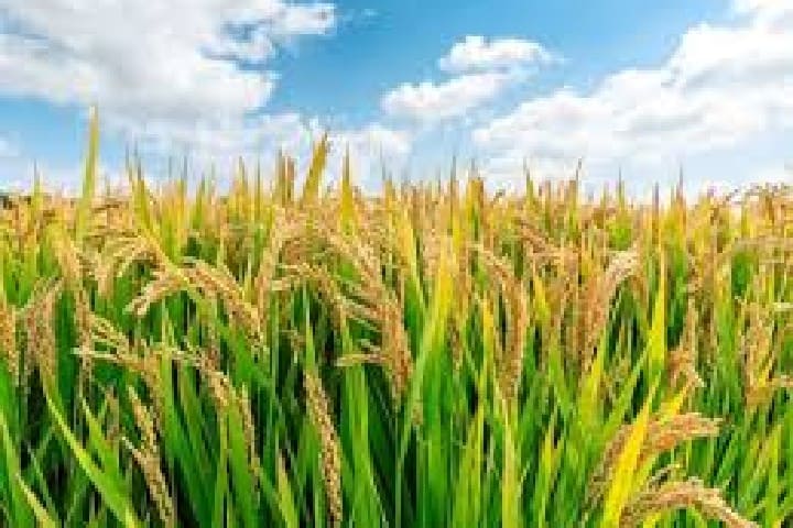 انقطاع مياه السقي يُهدد زراعة الأرز ويُنذر بخسائر فادحة للفلاحين انقطاع مياه السقي يُهدد زراعة الأرز ويُنذر بخسائر فادحة للفلاحين