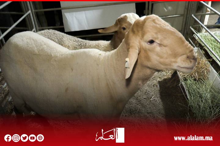 معرض سلالة "الدمان" بآيت ولال بزاكورة.. احتفاء بتراث فلاحي أصيل ودعامة للتنمية المحلية