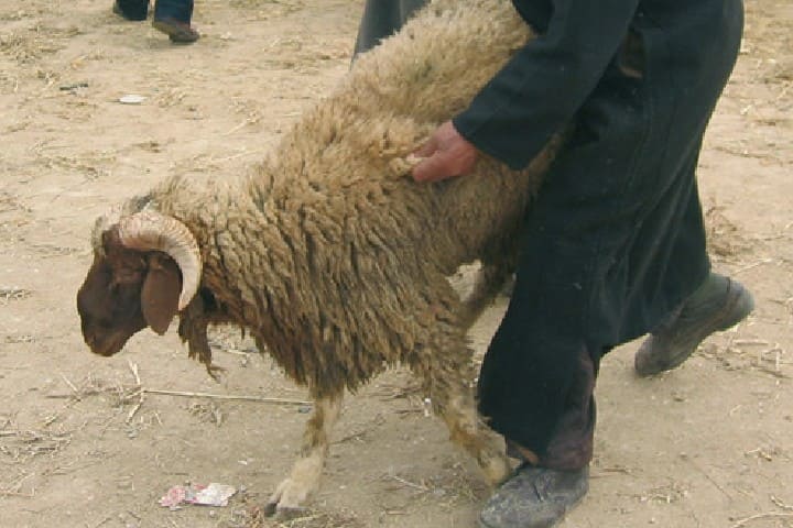 الحكم على "فراقشي جزار" في سلا بخمس سنوات سجنا نافذا