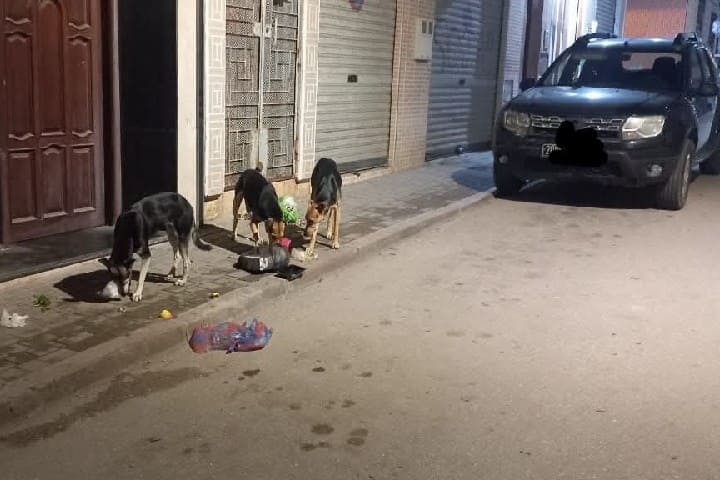 الحسيمة.. انتشار مقلق للكلاب الضالة يثير مخاوف الساكنة ويعرقل الحياة اليومية
