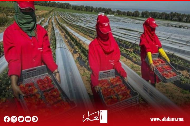 حقول الفراولة تستدعي نساء المغرب.. آلاف العاملات يعبرن المتوسط لإنقاذ موسم الزراعة في إسبانيا