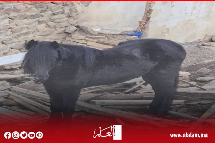 نداء إلى السلطات المحلية بترجيست: فرس مُعرّض للإهمال وسوء المعاملة يثير استياء الساكنة