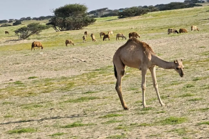 احتقان‭ ‬قروي‭ ‬بجهة‭ ‬سوس‭ ‬يعيد‭ ‬ملف‭ ‬الرحل‭ ‬إلى‭ ‬الواجهة‭ ‬