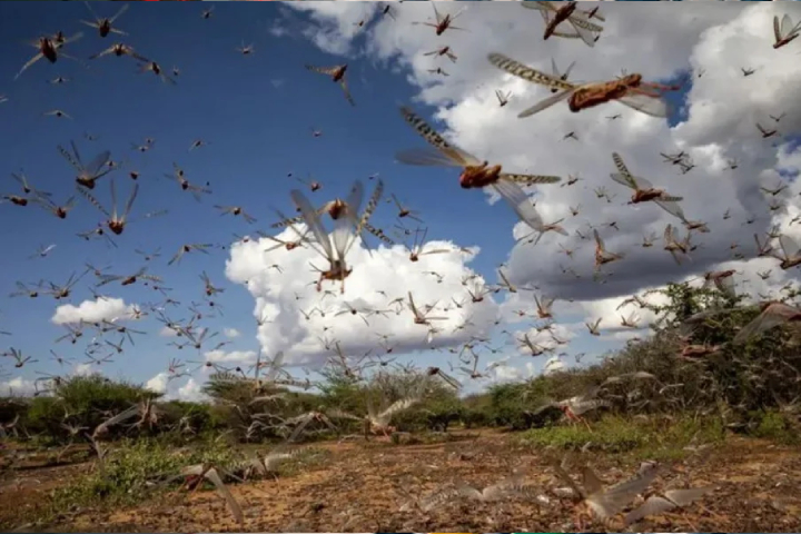خبراء‭ ‬الفاو‭ ‬يحذرون‭ ‬المغاربة‭ ‬من‭ ‬أسراب‭ ‬الجراد‭ ‬الوافدة‭ ‬على‭ ‬المغرب