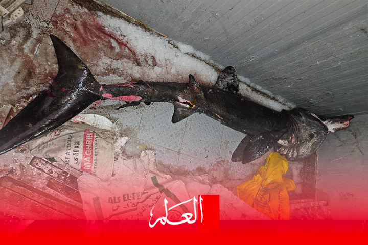 الحسيمة .. صيد “القرش المتشمس” يثير أسئلة علمية حول تحولات البحر المتوسط