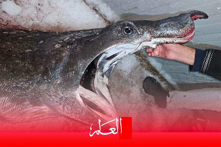 الحسيمة .. صيد “القرش المتشمس” يثير أسئلة علمية حول تحولات البحر المتوسط