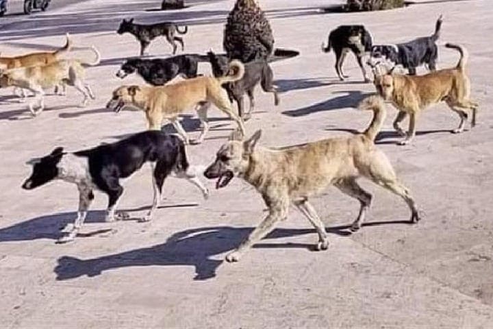 انتشار الكلاب الضالة بحي لمياء باسفي يثير قلق الساكنة ويدعو الى تدخل متوازن