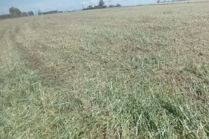 صرخة استغاثة من “بن معاشو”: البَرَد يُغتال موسمًا فلاحيًا ويُتلف أزيد من 1000 هكتار