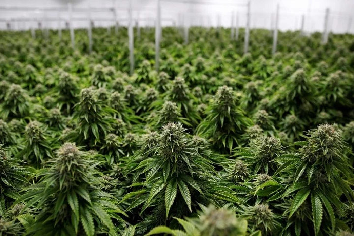 تقنين القنب الهندي: إنتاج أزيد من 19 ألف قنطار، وتسليم نحو 4000 رخصة جديدة خلال موسم 2025