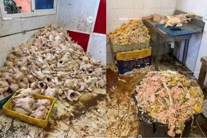 طنجة: حجز طنين من الدجاج الفاسد يستنفر سلطات "خندق الدير"