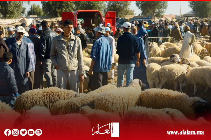 الحكومة تضيق الخناق على الشناقة بتدابير زجرية