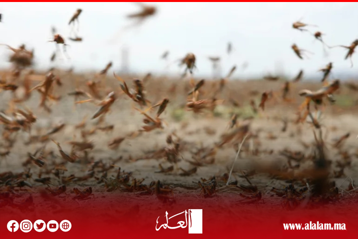 الجراد الصحراوي يستوطن الأقاليم الجنوبية و«الفاو» تدق ناقوس الخطر