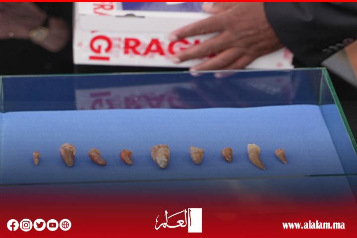 المغرب يستعيد مستحاثات نادرة تعود إلى أكثر من 66 مليون سنة بعد إحباط تهريبها بفرنسا