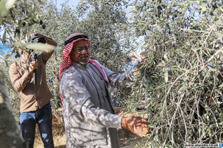 بدعم مغربي.. إطلاق حملة "عونة" لمساندة قاطفي الزيتون في القدس