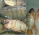 أسماك‭ ‬خطيرة‭ ‬تباع‭ ‬للمغاربة‭ ‬في‭ ‬طنجة