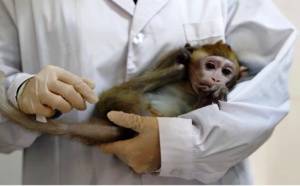 وفاة أول حالة إصابة بشرية في الصين بـ"الفيروس القردي B"
