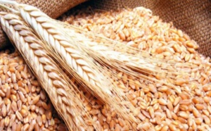 المؤشر الرقمي ابتكار جديد لتطوير إنتاج القمح بالمغرب