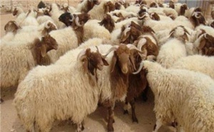سهام جائحة كورونا والجفاف تصيب قطاع تربية الماشية في المغرب