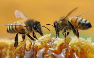 أونسا تكشف أسباب وعوامل اختفاء النحل في المغرب
