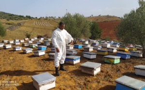 القلق عارم في أوساط مربي النحل والمطلب الملح توفير الدواء