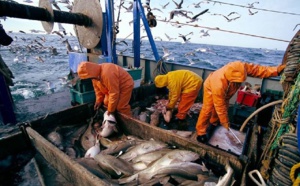 ارتفاع في قيمة منتجات الصيد البحري  