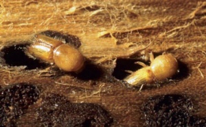تحذير من برنامج أمريكي مرتبط بالحشرات "يحمل في طياته خطرا كبيرا"
