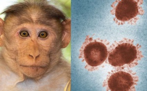 منظمة الصحة العالمية ترفع درجة تهديد جدري القرود