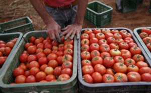 ارتفاع أسعار الطماطم: أزمة هيكلية بمبررات ظرفية