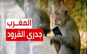 وزارة الصحة المغربية تعلن عن تسجيل حالة إصابة مؤكدة بفيروس جذري القردة