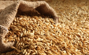 وزير الفلاحة: إنتاج الحبوب الخريفية بلغ مليونا و100 ألف قنطار