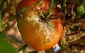 داء خطير يفتك بطماطم المغرب