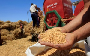 تهاوي‭ ‬أسعار‭ ‬الحبوب‭  ‬يزيد‭ ‬من‭ ‬محن‭ ‬الفلاحين‭ ‬بعد‭ ‬الحصاد