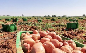 فلاحون‭ ‬مهددون‭ ‬بالإفلاس‭ ‬يرفضون‭ ‬زراعة‭ ‬البطاطس‭ ‬ويطالبون‭ ‬بالتدخل‭ ‬