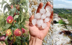 الصقيع وتأخر الأمطار.. مخاوف الفلاحين من تكرار سيناريو الموسم الماضي