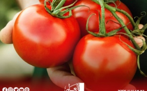 انهيار مدوٍّ في سعر الطماطم والخضر ينعش جيوب المغاربة