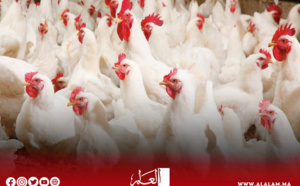 بعدما‭ ‬بلغت‭ ‬مستويات‭ ‬قياسية‭ ‬خلال‭ ‬رمضان.. ‬أسعار‭ ‬الدجاج تتراجع‭ ‬ومهنيون‭ ‬يكشفون‭ ‬السبب