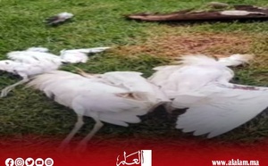 نفوق أسراب من طائر اللقلاق يثير تساؤلات مزارعي الأرز