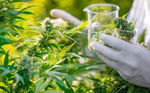 القنب‭ ‬الهندي‭ ‬المغربي‭ ‬يفرض‭ ‬نفسه‭ ‬كموضوع‭ ‬هام‭ ‬في‭ ‬الصحف‭ ‬الدولية