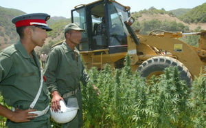 تقرير: القنب الهندي بين القانون والظل.. آلاف الهكتارات المزروعة خارج المراقبة