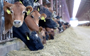 حوالي 756 ألف مستفيد من دعم مربي الماشية توصلوا بأزيد من 3 ملايير درهم