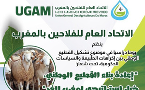 الاتحاد العام للفلاحين يتدارس ملف إعادة تشكيل القطيع الوطني