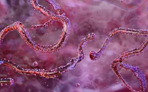 بعد‭ ‬تفشيها‭ ‬في‭ ‬إثيوبيا‭.. ‬حمى‭ ‬ماربورغ‭ ‬تثير‭ ‬مخاوف‭ ‬المغاربة‭..‬